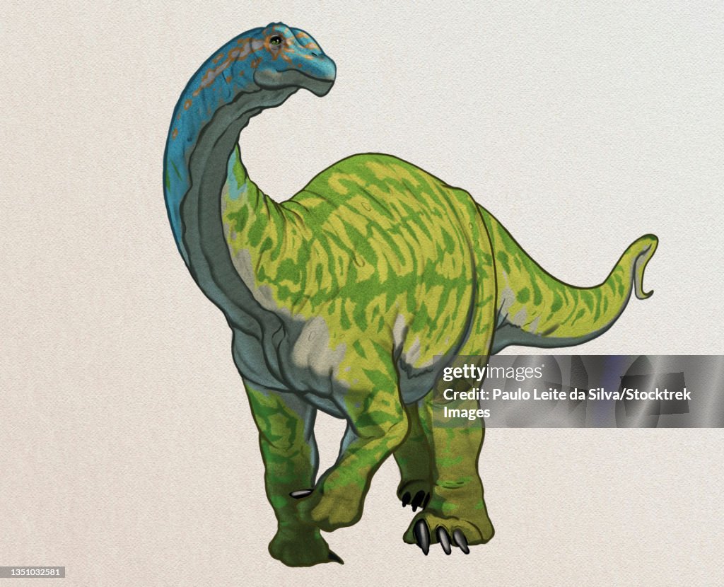 Camarasaurus dinosaur.