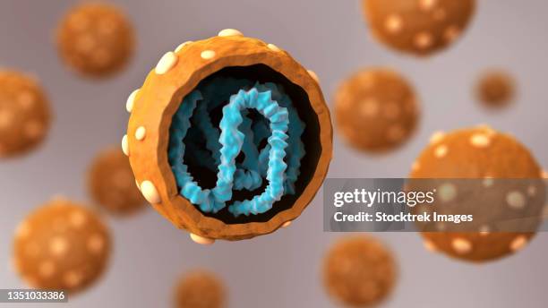 biomedical illustration showing the cross section of hantavirus. - hantavirus stock illustrations