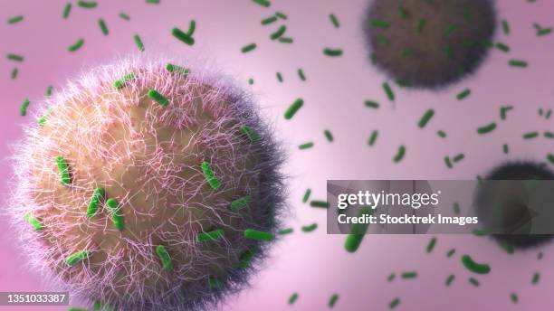 immune cells attacking tuberculosis bacteria. - cell membrane stock illustrations