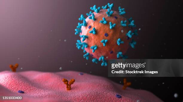 biomedical illustration of lassa virus attaching to cell. - arenavirus stock illustrations