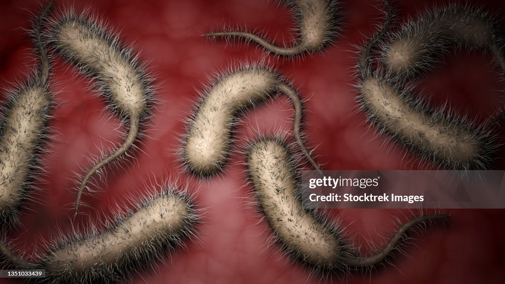 Biomedical illustration of vibrio vulnificus bacteria inside human body.