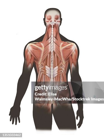 Deep Backline Deep Back Muscles High-Res Vector Graphic - Getty Images