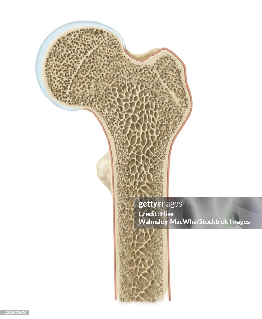 Detailed cross section of head of femur.