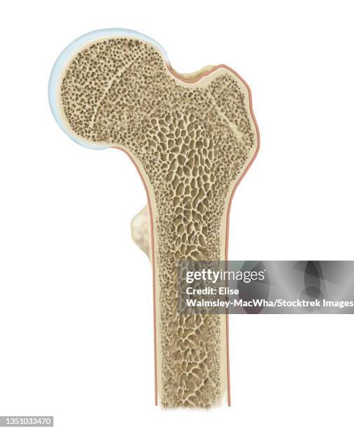 detailed cross section of head of femur. - human bone cross section stock illustrations
