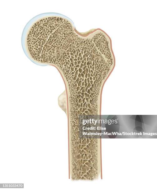 detailed cross section of head of femur. - femur stock illustrations