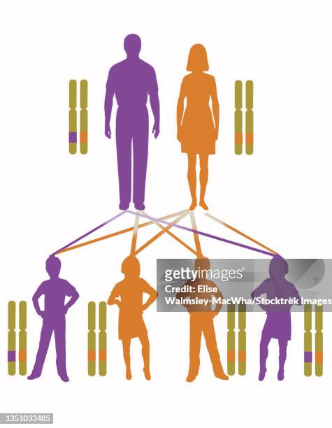 infographic showing inheritance pattern for autosomal dominant genes. - genetic family tree stock illustrations