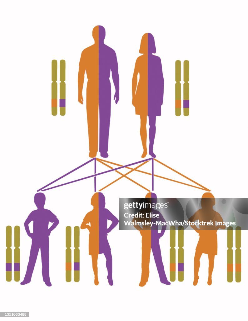 Infographic showing inheritance pattern for autosomal recessive genes.