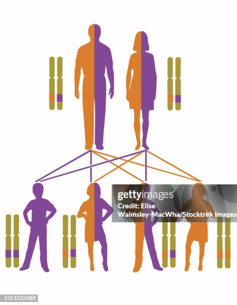 infographic showing inheritance pattern for autosomal recessive genes. - genetic family tree stock illustrations