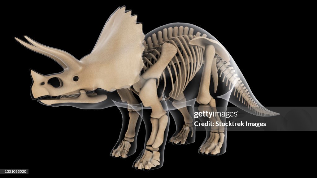 Skeletal system of a Triceratops dinosaur, x-ray view.