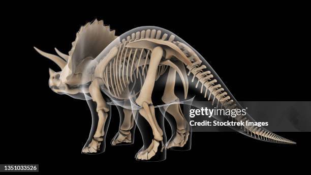 skeletal system of a triceratops dinosaur, x-ray rear view. - fish bone isolated stock illustrations