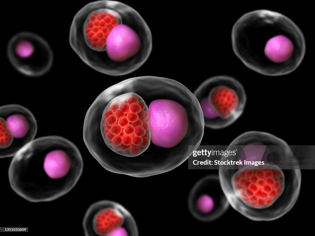 Microscopic concept of a large group of Chlamydia psittaci.