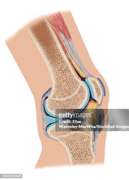 side cross section of knee joint showing internal structures. - menschliches knie stock-grafiken, -clipart, -cartoons und -symbole
