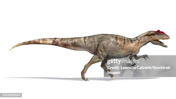 3d illustration of an allosaurus dinosaur, side view. - allosaurus stock illustrations