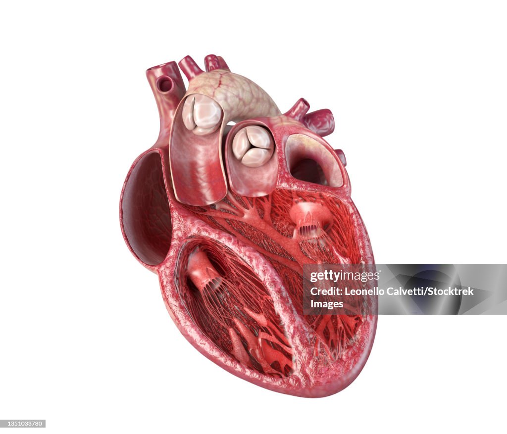 Human heart cross-section with detailed internal structure.
