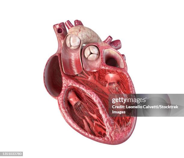 human heart cross-section with detailed internal structure. - atrium heart stock illustrations