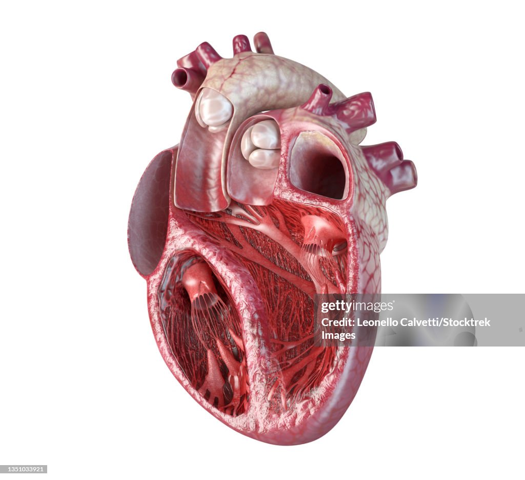 Human heart cross-section with detailed internal structure.