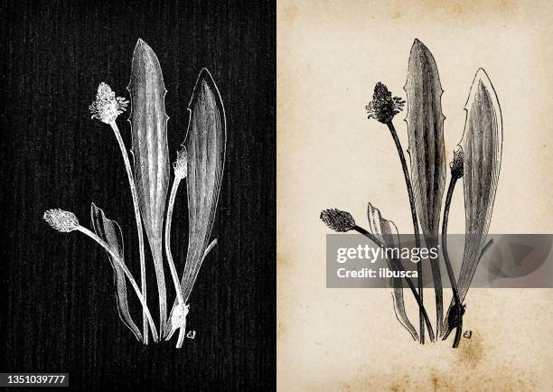 botanische pflanzen antike gravur illustration: plantago lanceolata (spitzwegerich, schmalblättriger wegerich) - kreide tafel kräuter stock-grafiken, -clipart, -cartoons und -symbole