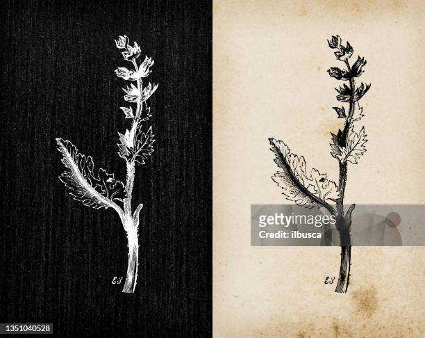 botanische pflanzen antike gravur illustration: salvia verbenaca (wilde muskateller, wilder salbei) - kreide tafel kräuter stock-grafiken, -clipart, -cartoons und -symbole