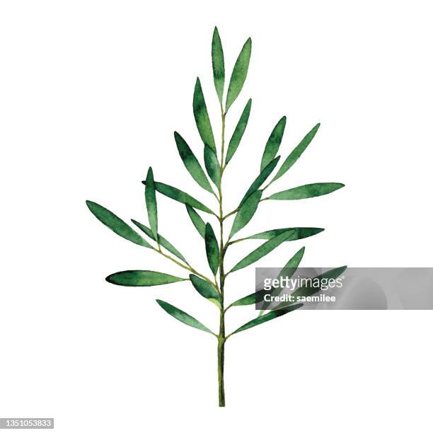 watercolor olive branch - botany stock illustrations