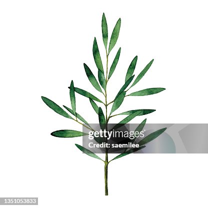 Watercolor olive branch Watercolor olive branch