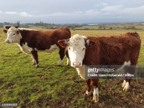 portrait of cows standing on field against sky,little houghton,united kingdom,uk - hereford cattle fotografías e imágenes de stock