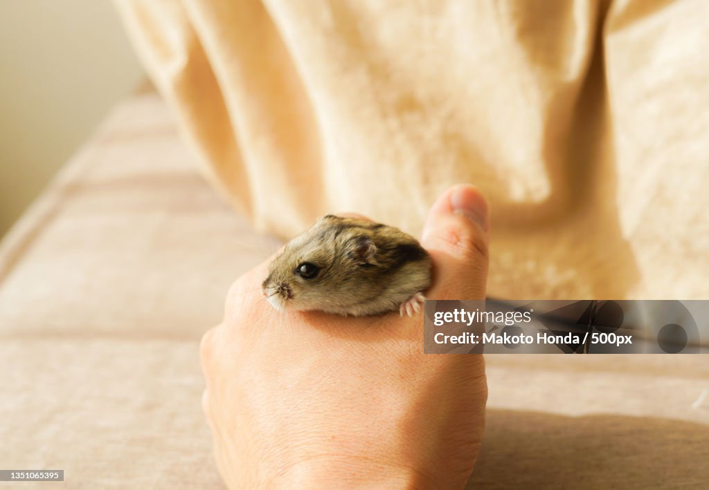 Close-up of hand holding hamster
