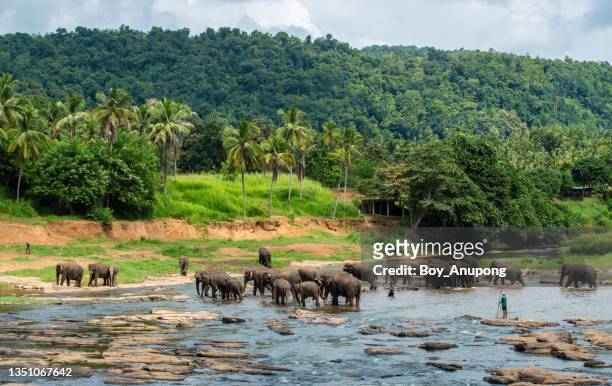 herd of elephants walking across river in pinnawala elephant orphanage in sri lanka. - sri lanka elephant stock pictures, royalty-free photos & images
