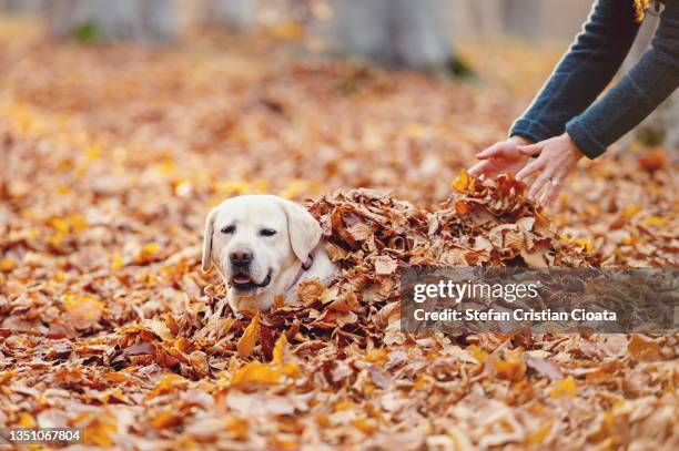 women covering a dog in leaves - buried alive stockfoto's en -beelden