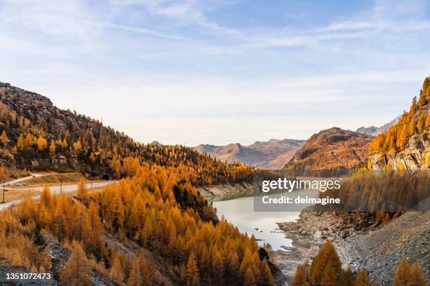 foresta autunnale della valle con conifere arancioni - novembre foto e immagini stock