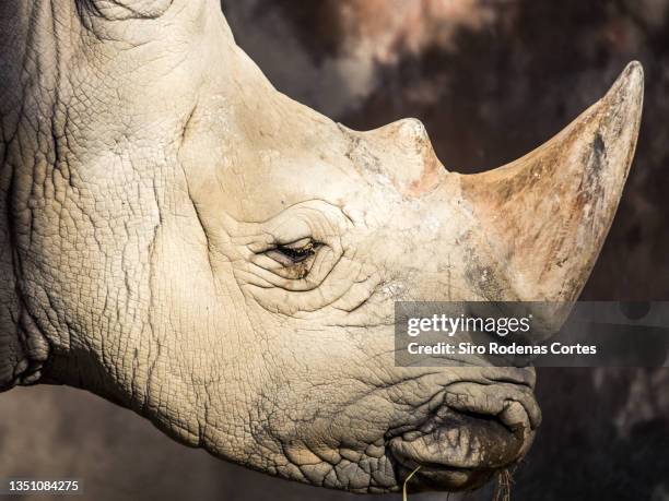 sad rhino head - trafficking photos et images de collection