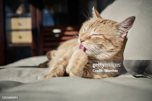 a cat is washing itself with its tongue - cat tongue stock pictures, royalty-free photos & images