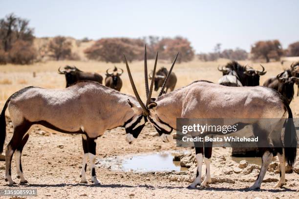 gemsbok (oryx gazella) - shofar stock pictures, royalty-free photos & images