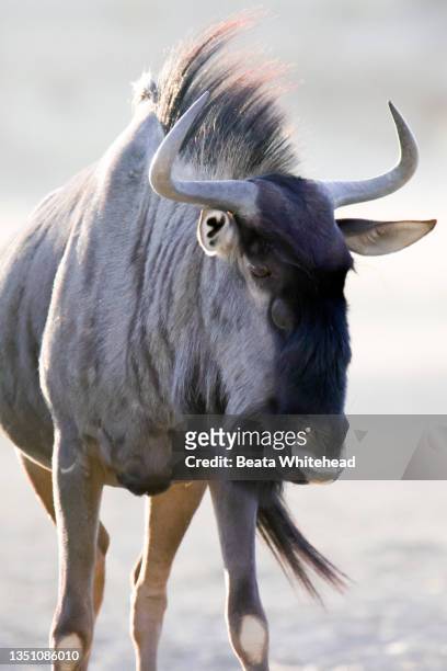 blue wildebeest (connochaetes taurinus) - blue wildebeest stock pictures, royalty-free photos & images