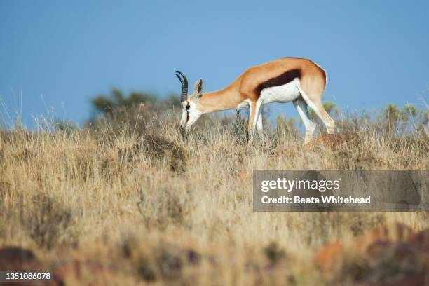 601 Springbok Jumping Stock Photos, High-Res Pictures, and Images ...