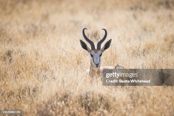 springbok (antidorcas marsupialis) - springbok stock-fotos und bilder