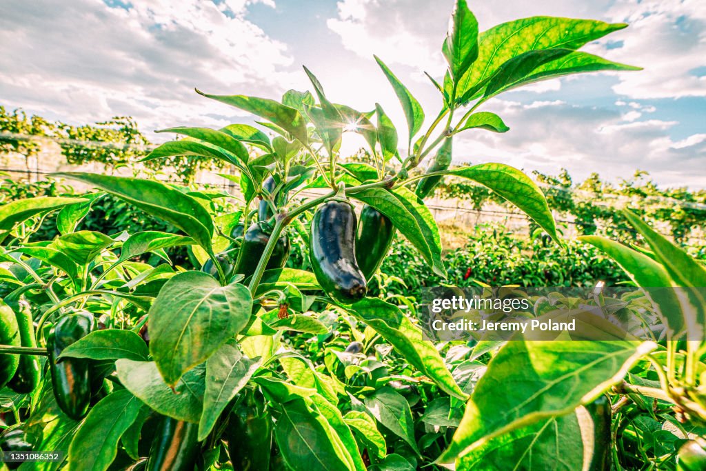 Bereit, Jalapeño Chile Paprika aus einem Gemeinschaftsgemüsegarten auf einer lokalen Farm in Colorado zu pflücken