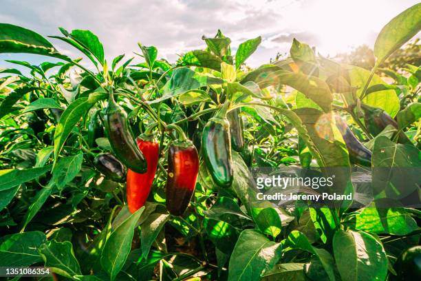 warm sun flare shot of ready to pick peppers from a community vegetable garden at a local farm in colorado - chilli stock pictures, royalty-free photos & images