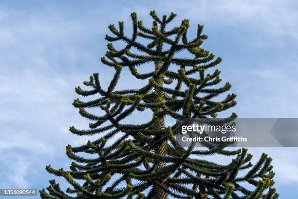 hergest ridge, kington, herefordshire, england, united kingdom - monkey puzzle tree stock pictures, royalty-free photos & images