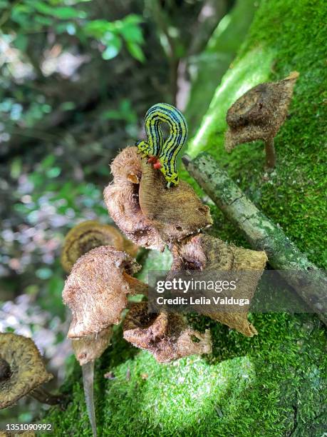 Semilooper Symbiotic Fungi Photos and Premium High Res Pictures - Getty Images