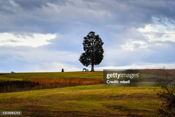 rural landscape view of a lone tree at the manassas national battlefield park - manassas va - manassas stock pictures, royalty-free photos & images