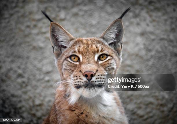 close-up portrait of cat,russia - lynx stock-fotos und bilder