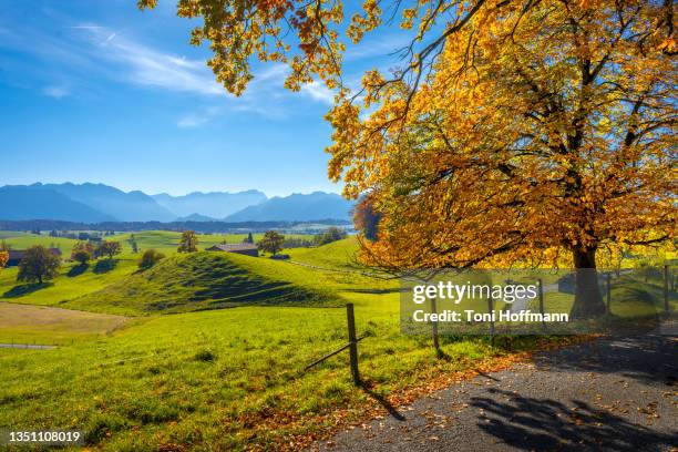 bavarian landscape on an indian summer day at the murnauer moos - lake riegsee stock pictures, royalty-free photos & images