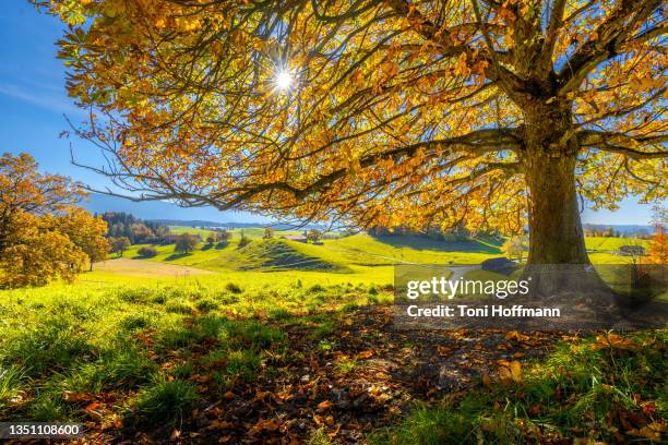 bavarian landscape on an indian summer day at the murnauer moos - murnau stock pictures, royalty-free photos & images