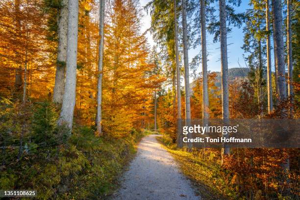 hiking path to lake barmsee on an autumn evening - autumn forest stock-fotos und bilder