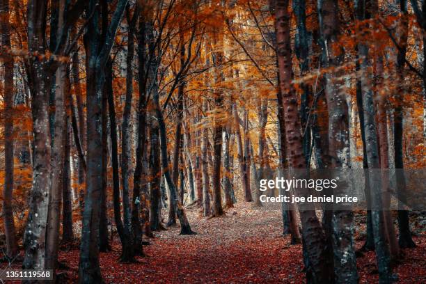 autumn colours, dunnottar woods, stonehaven, grampian, scotland - grampian scotland photos et images de collection