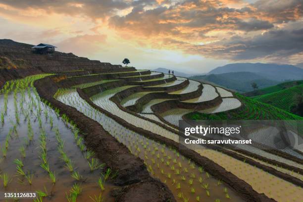 two farmers working in flooded terraced rice fields at sunset, ban papongpieng , chiang mai, thailand - paddy field - fotografias e filmes do acervo