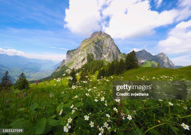 grosser mythen mountain in springtime, schwyz, switzerland - schwyz stock pictures, royalty-free photos & images