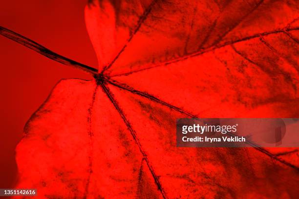 macro autumn red maple leaf background. - maple leaf logo stock pictures, royalty-free photos & images