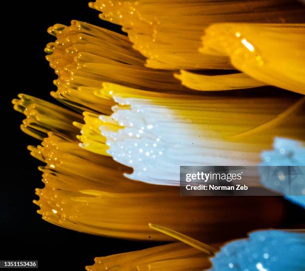 toothbrush bristles (close up) - cerda de escova imagens e fotografias de stock