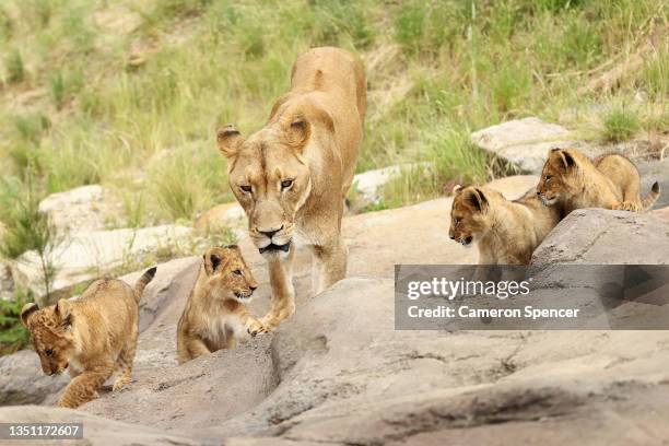 Lion cubs explores the African Savannah enclosure with their mother 'Maya' at Taronga Zoo on November 04, 2021 in Sydney, Australia. Five lion cubs...